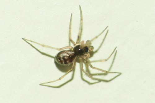 Réf. 248 640 : Lepthyphantes sp.